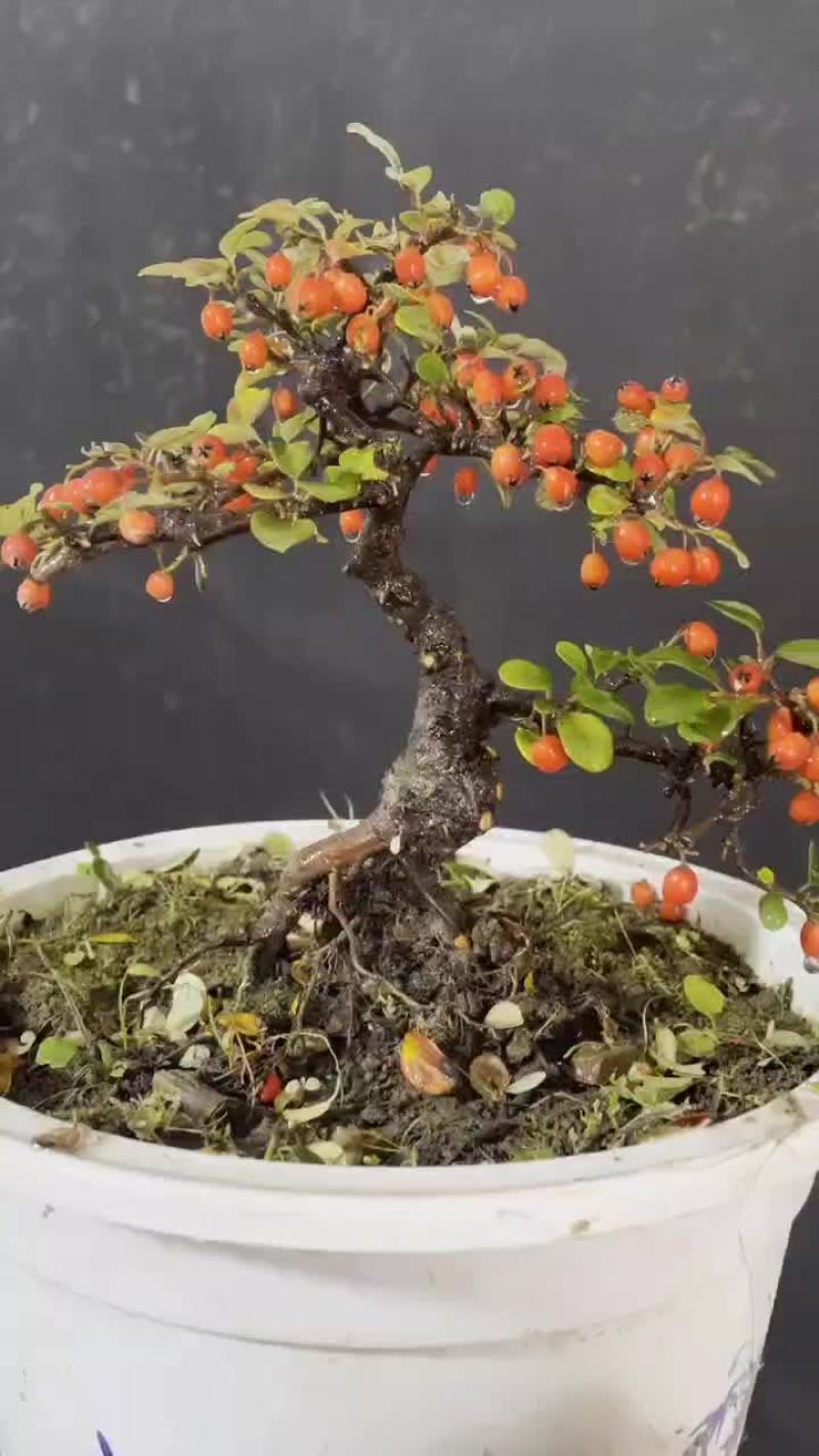 荀子