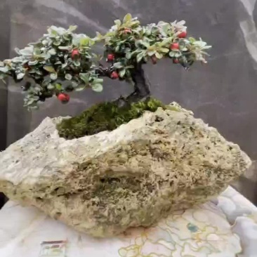 荀子
