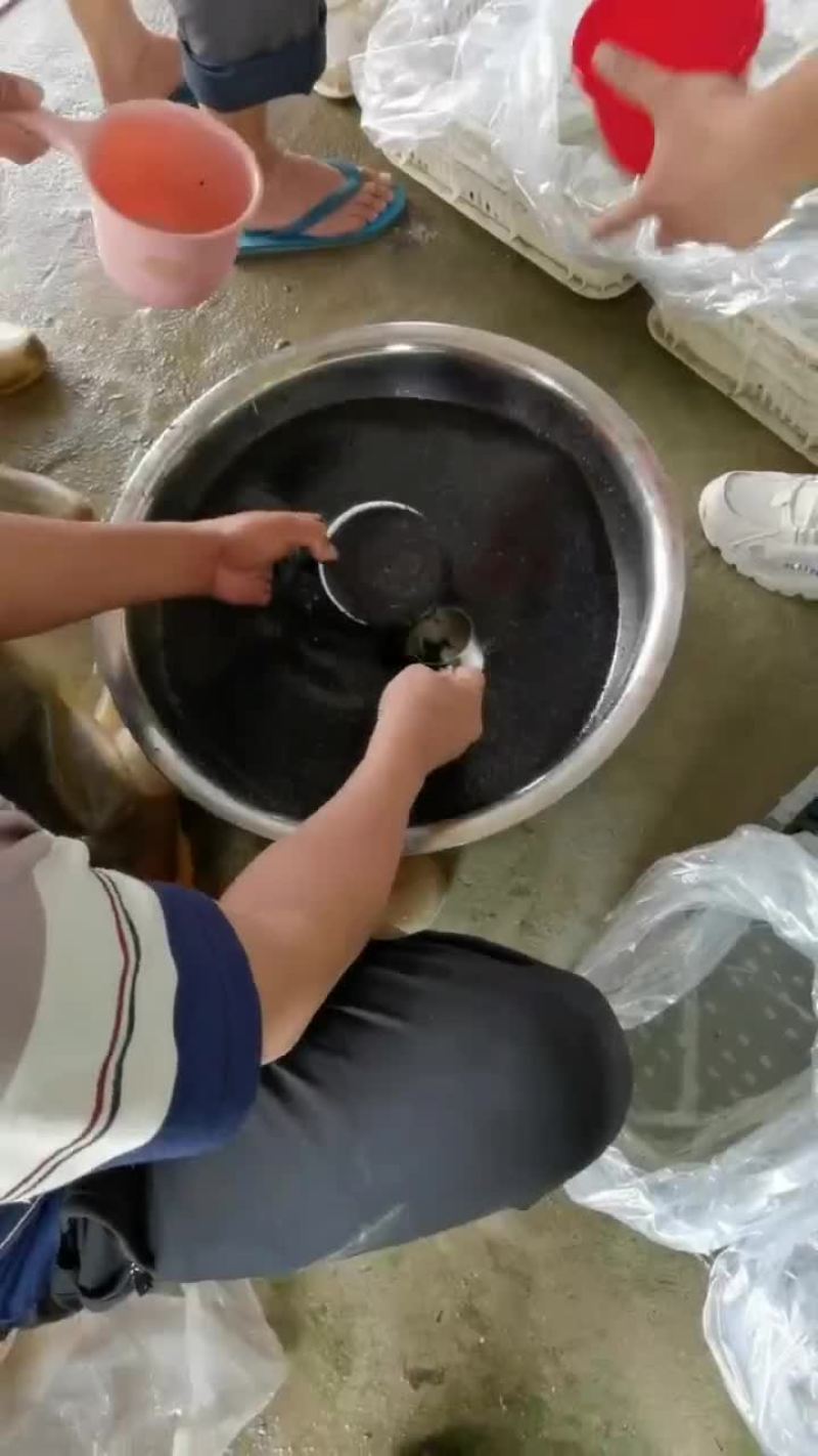 牛蛙苗，