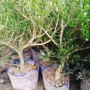 广东雀舌皱皮黄杨，特点皱皮，柔枝。上好盆景素材