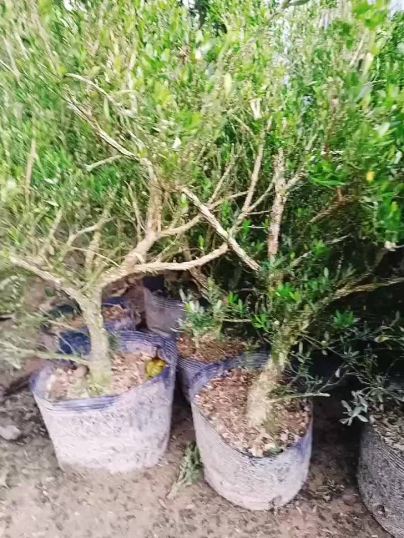 广东雀舌皱皮黄杨，特点皱皮，柔枝。上好盆景素材