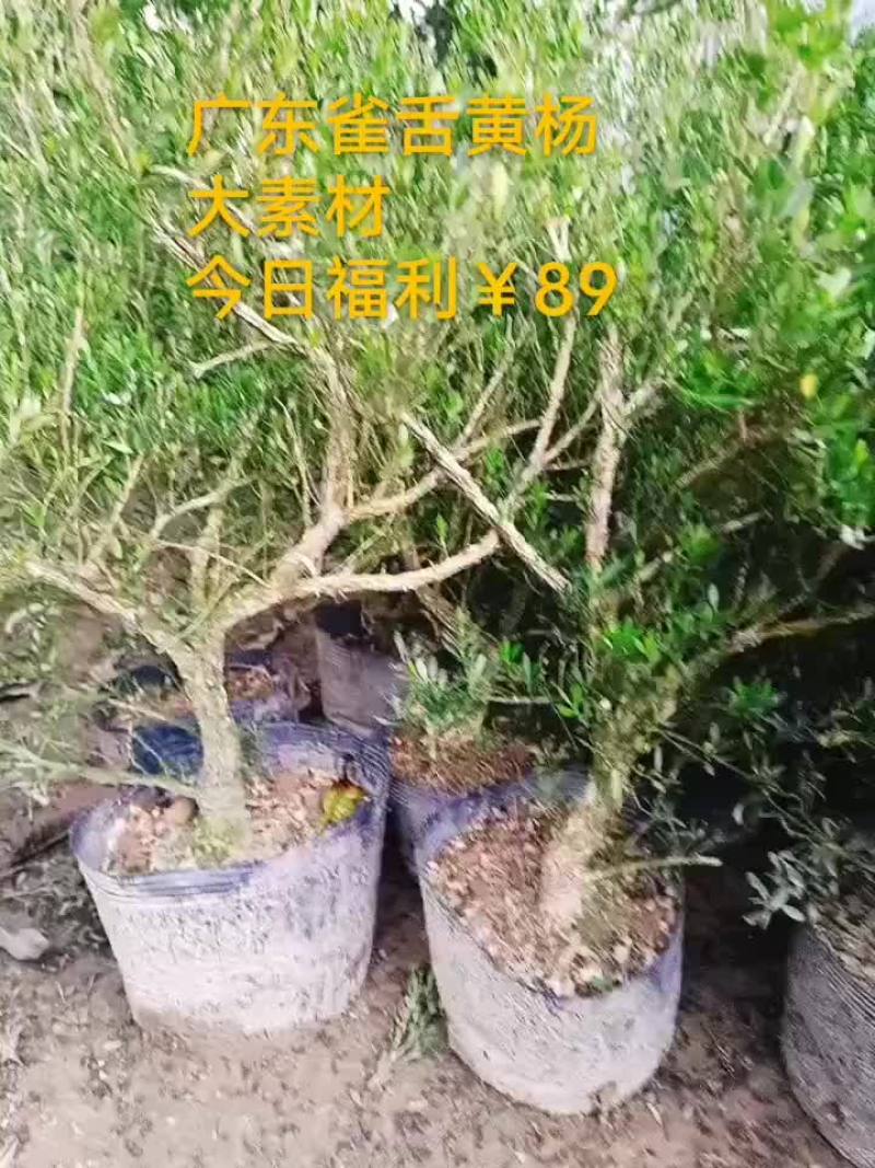 广东雀舌皱皮黄杨，特点皱皮，柔枝。上好盆景素材