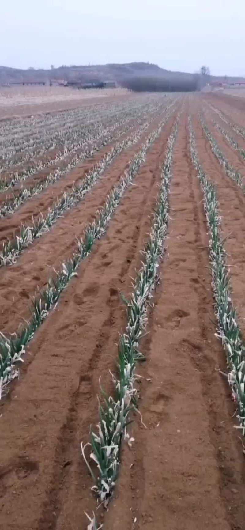 鲜葱