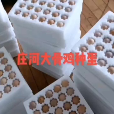 大骨鸡种蛋