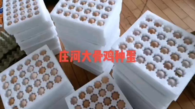大骨鸡种蛋