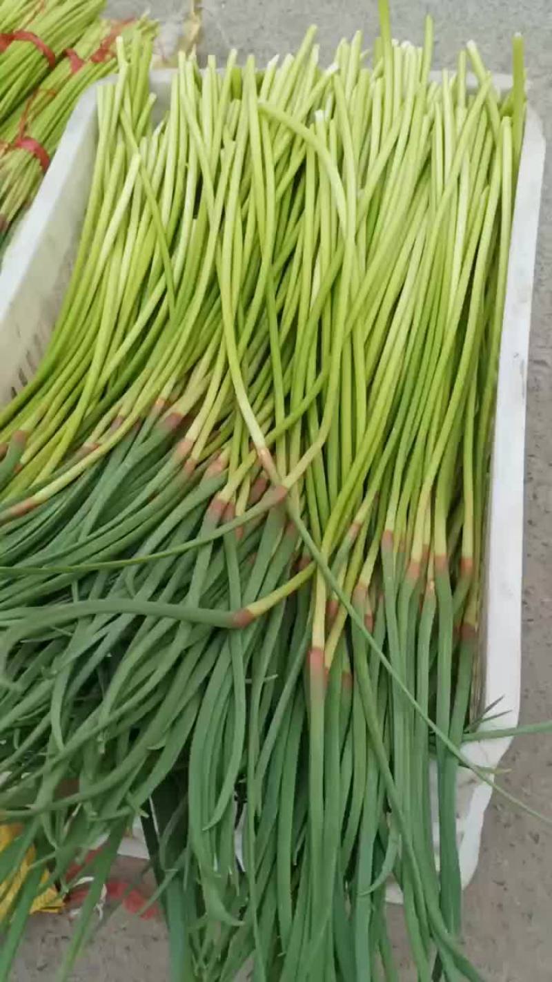 红蒜苔