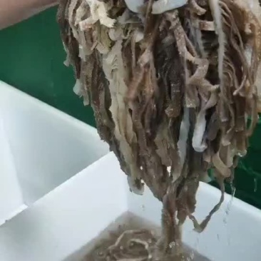 黑千层肚，火锅，中餐