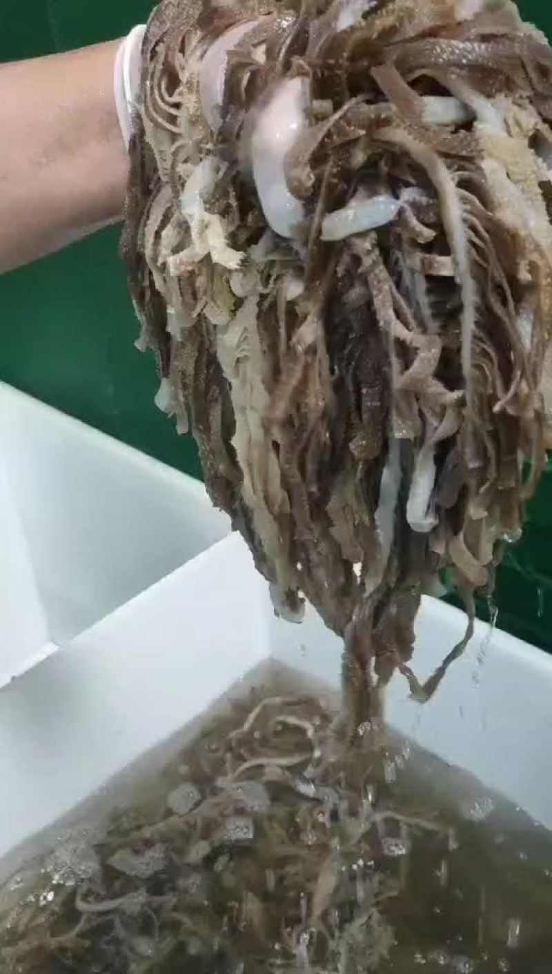 黑千层肚，火锅，中餐