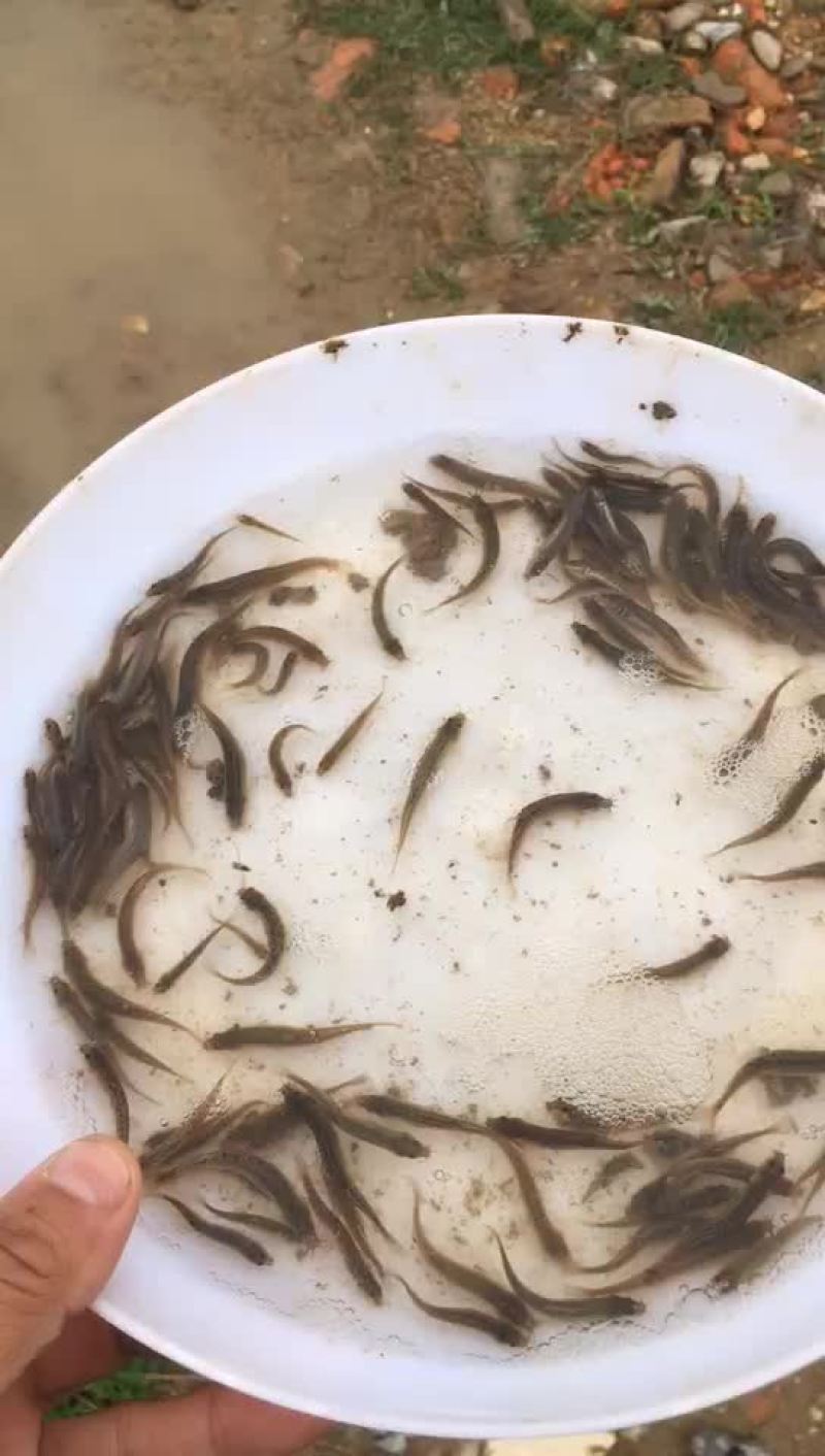 台湾泥鳅2000口苗场直供