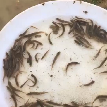 台湾泥鳅2000口苗场直供