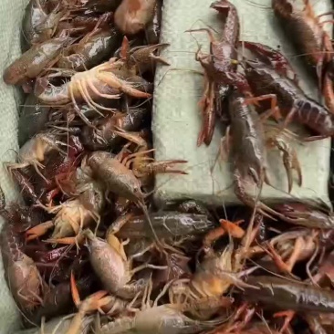 湖北潜江精品小龙虾