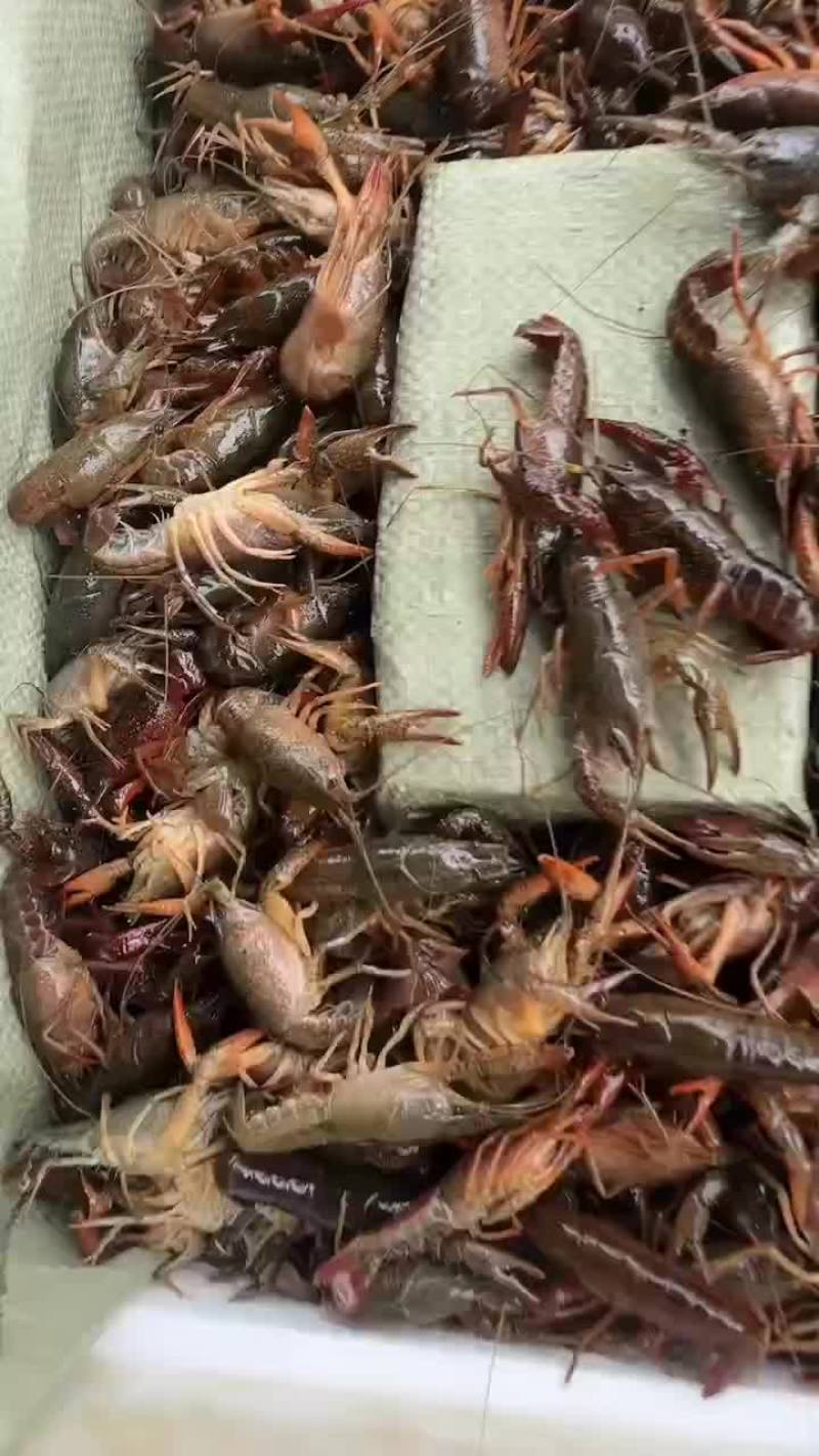 湖北潜江精品小龙虾