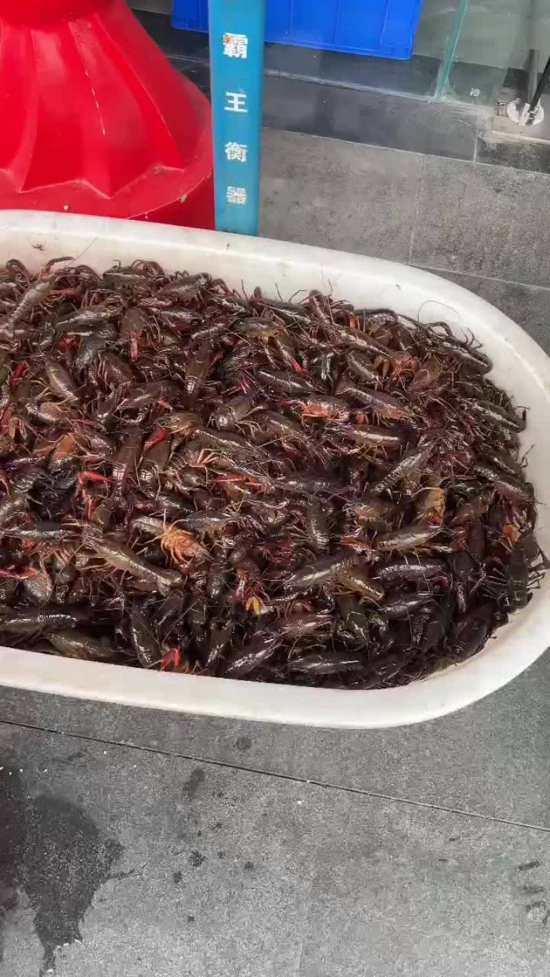 湖北潜江精品小龙虾