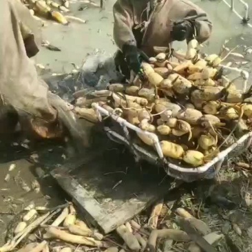 莲藕苗大量出售