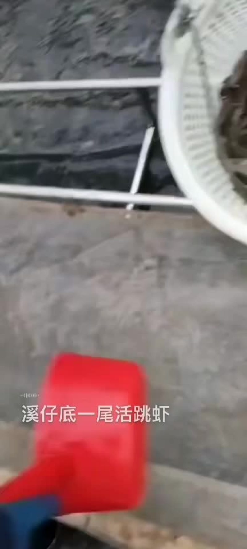 基围虾明虾