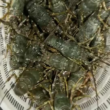 一手货源小青龙全国发货量大价格私聊