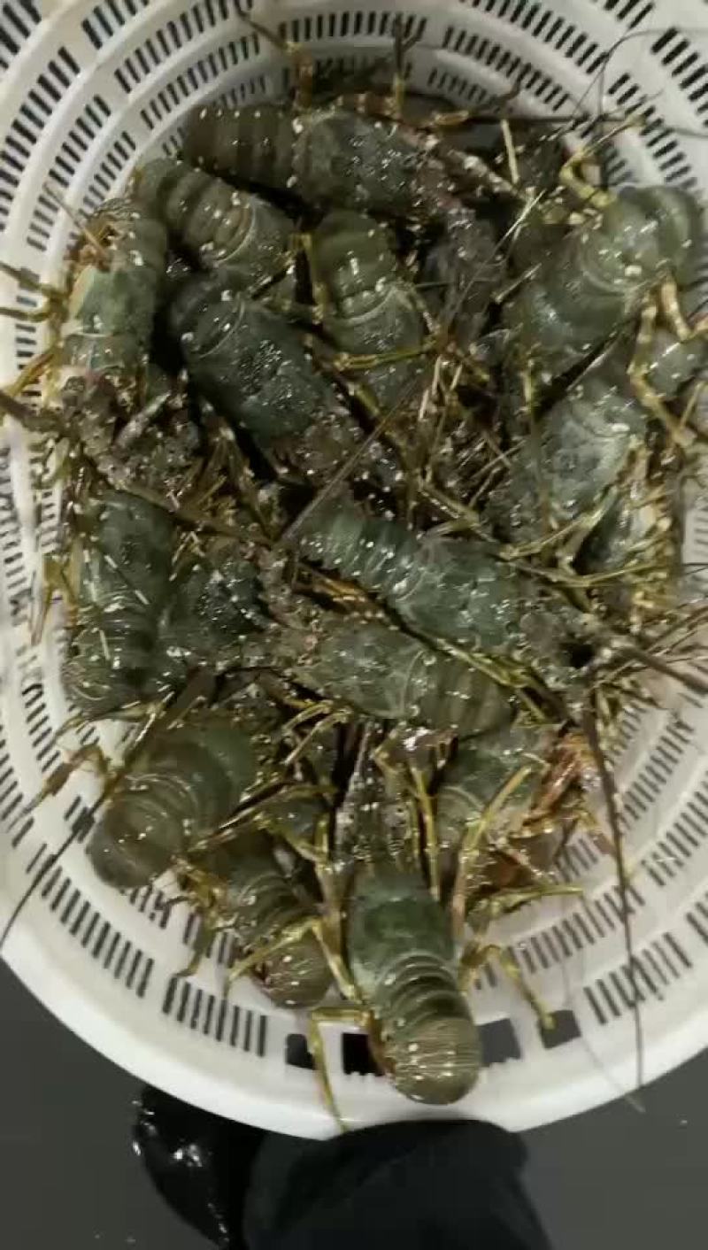 一手货源小青龙全国发货量大价格私聊
