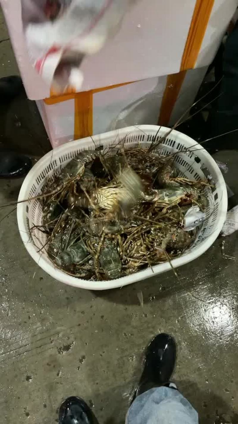 一手货源小青龙全国发货量大价格私聊