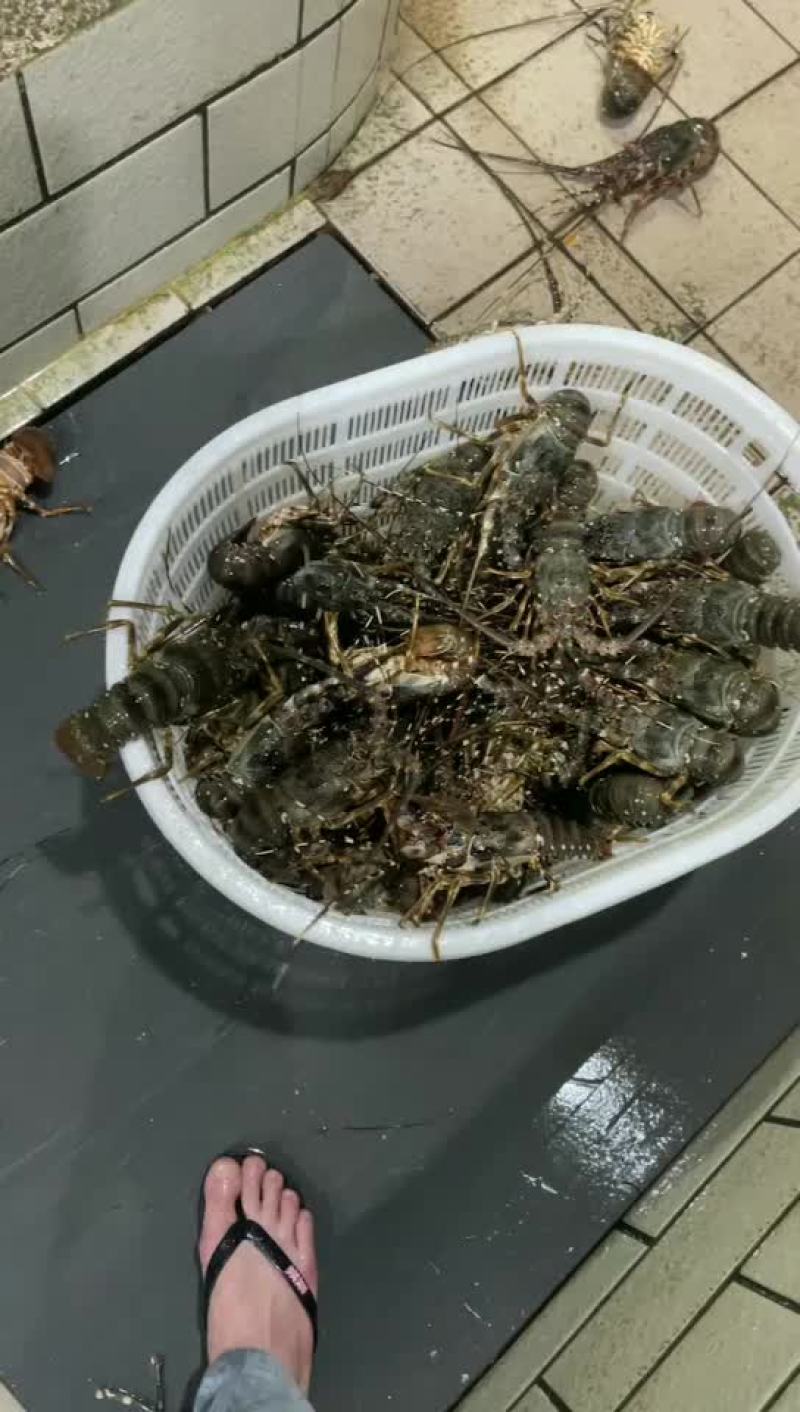 一手货源小青龙全国发货量大价格私聊