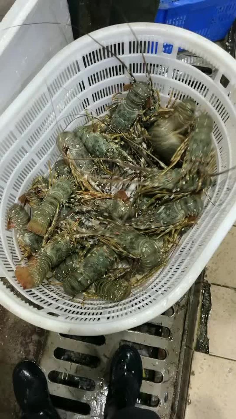 一手货源小青龙全国发货量大价格私聊
