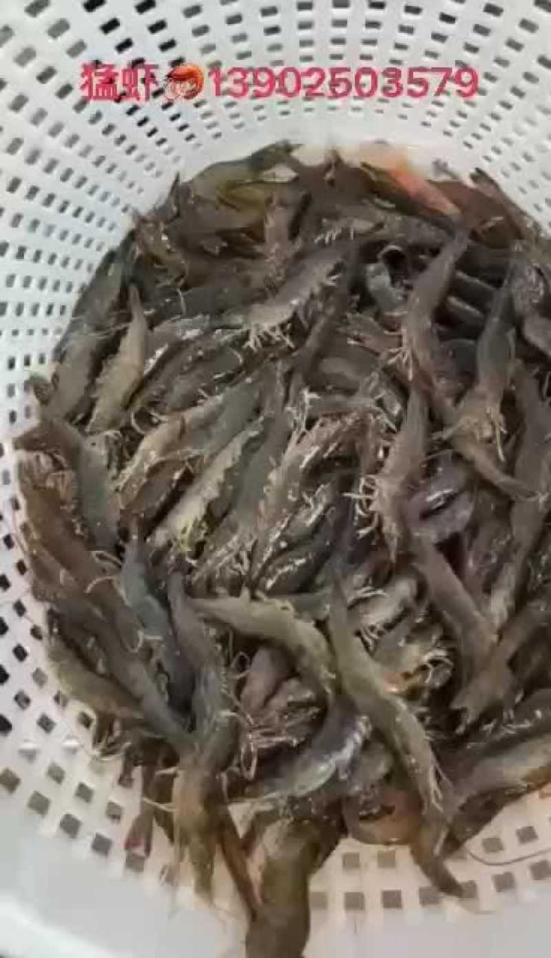 基围虾南美白对虾明虾