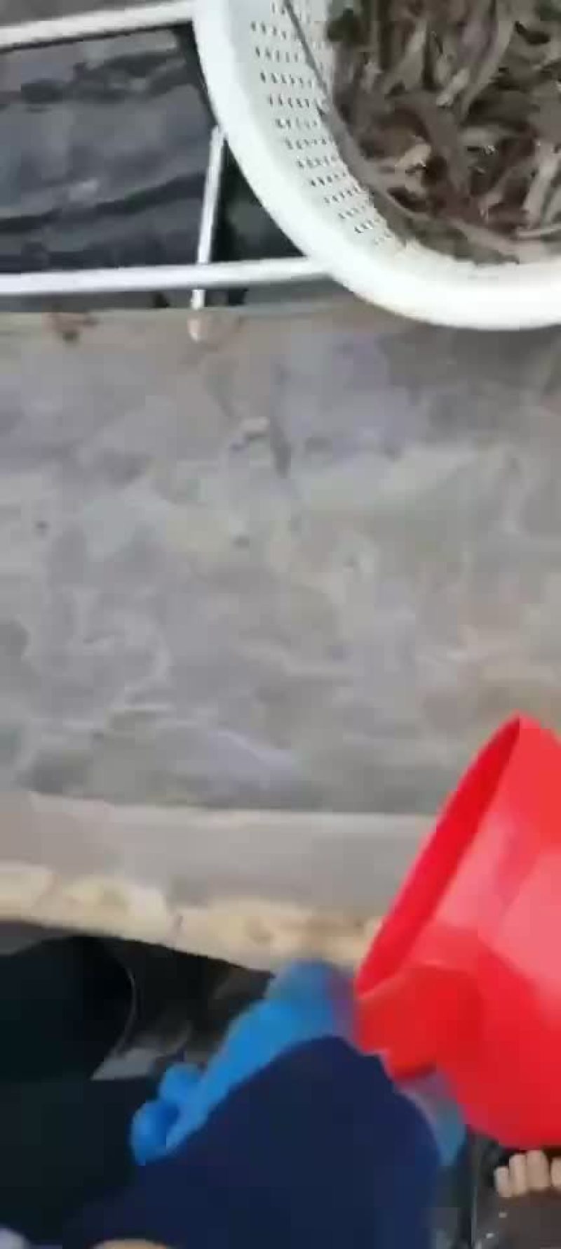 基围虾南美白对虾明虾