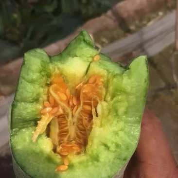 羊角蜜
