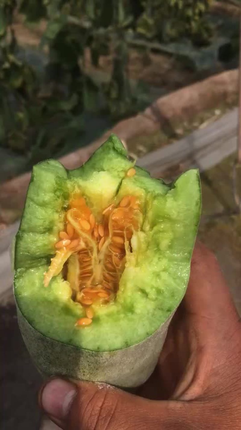 羊角蜜