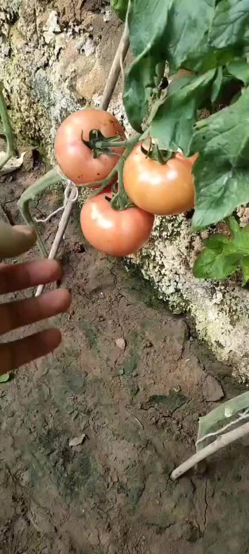 质优价廉