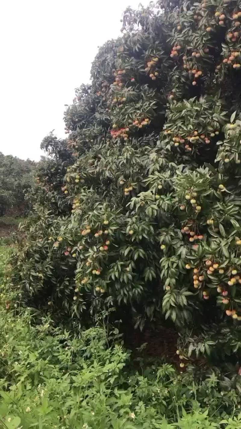 鸡嘴荔