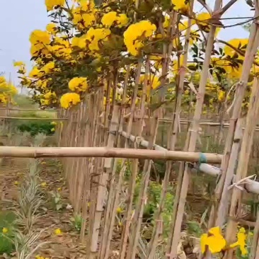 风铃木