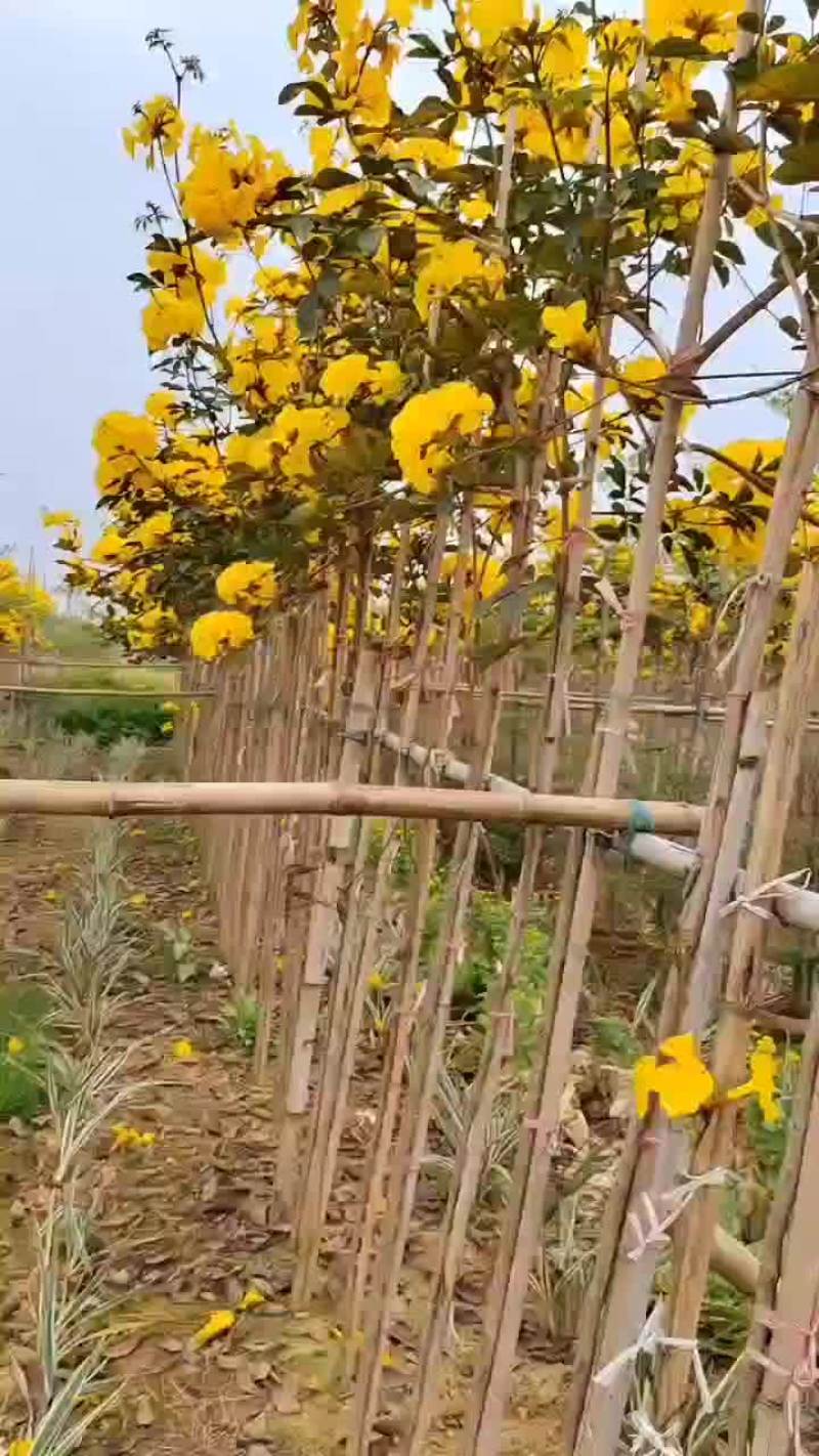 风铃木