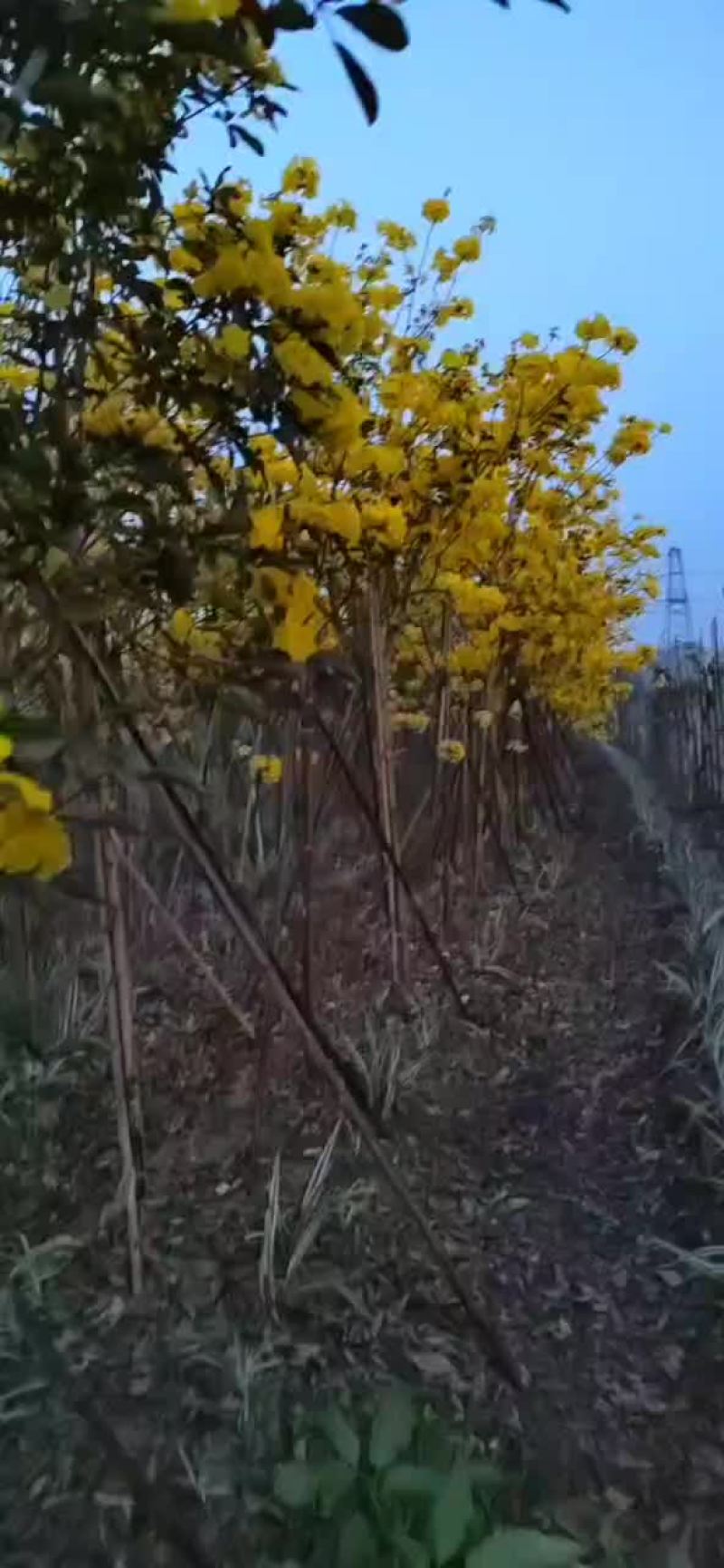 风铃木