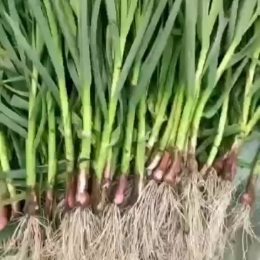 红根蒜苗