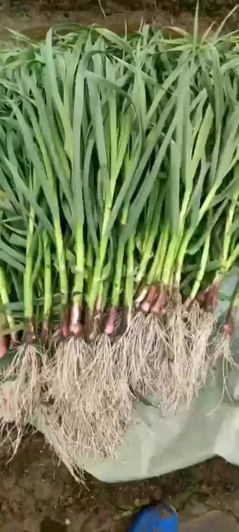 红根蒜苗