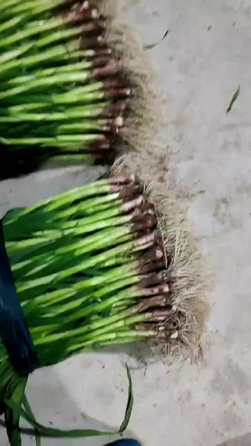 红根蒜苗
