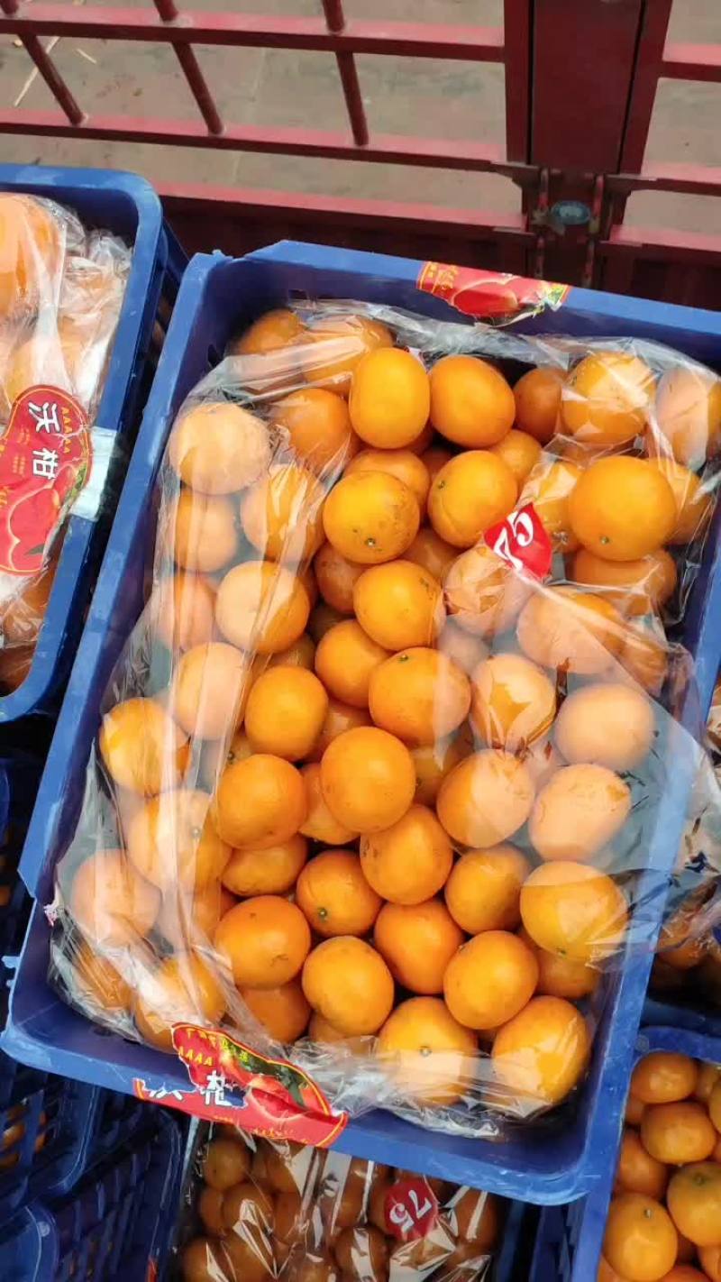 沃柑