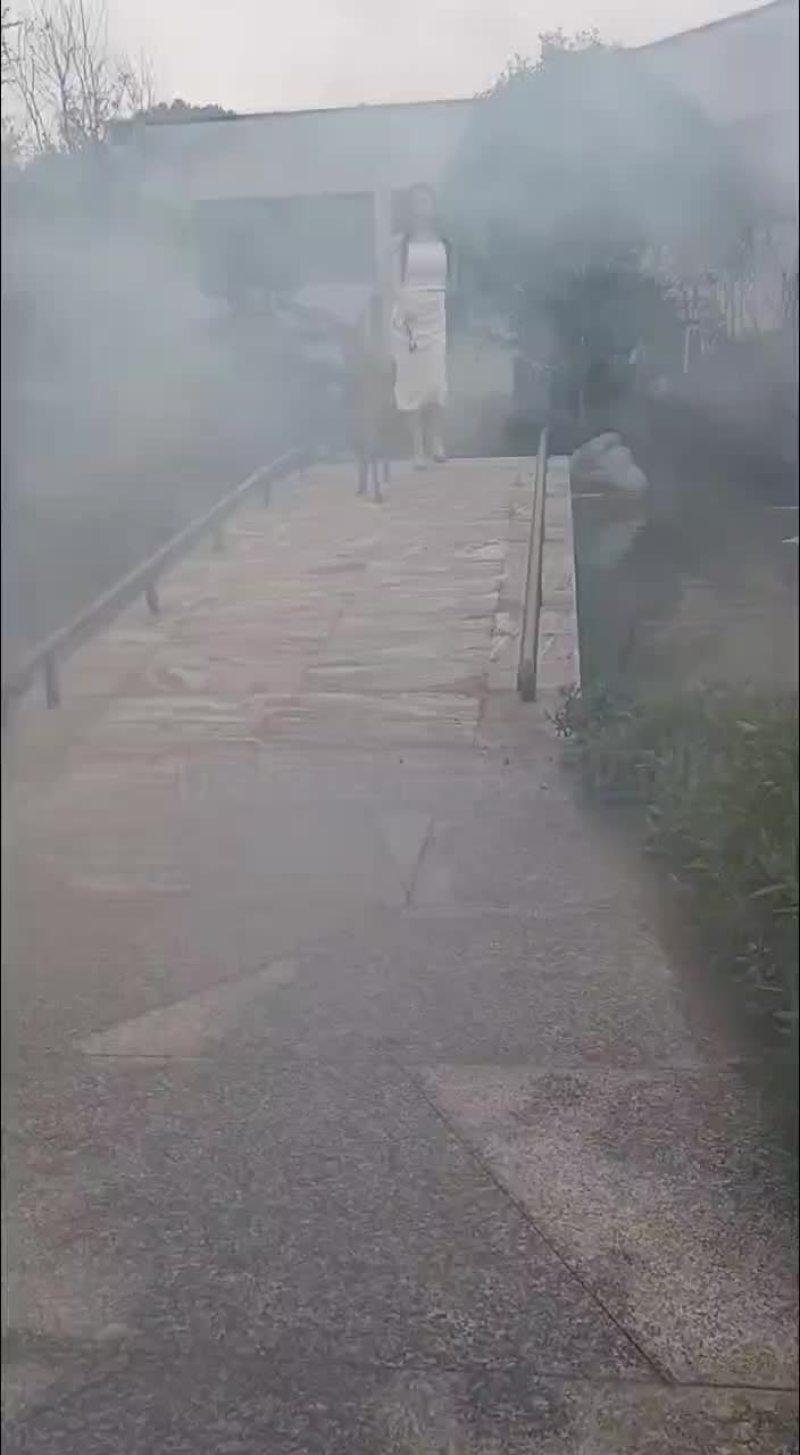 羊驼