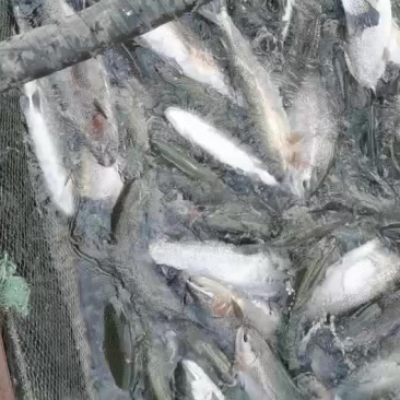 各位老板大家好，今天出售通货三文鱼，虹鳟鱼，欢迎老板下单