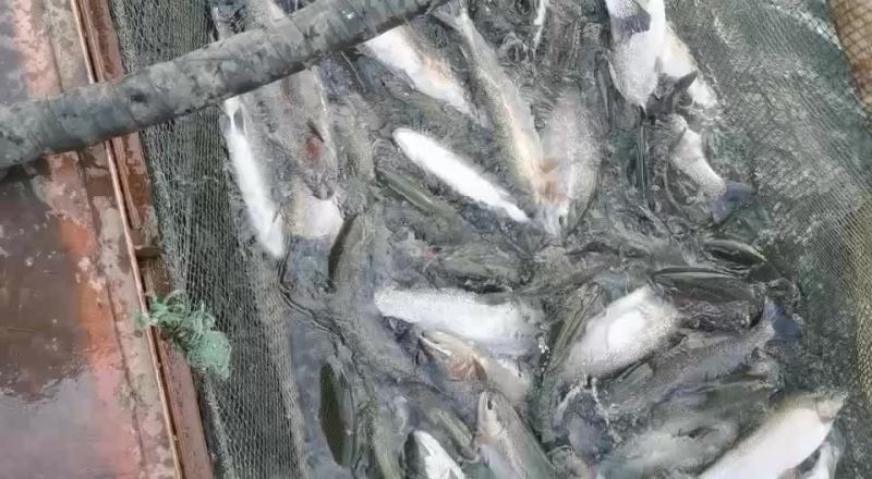 各位老板大家好，今天出售通货三文鱼，虹鳟鱼，欢迎老板下单