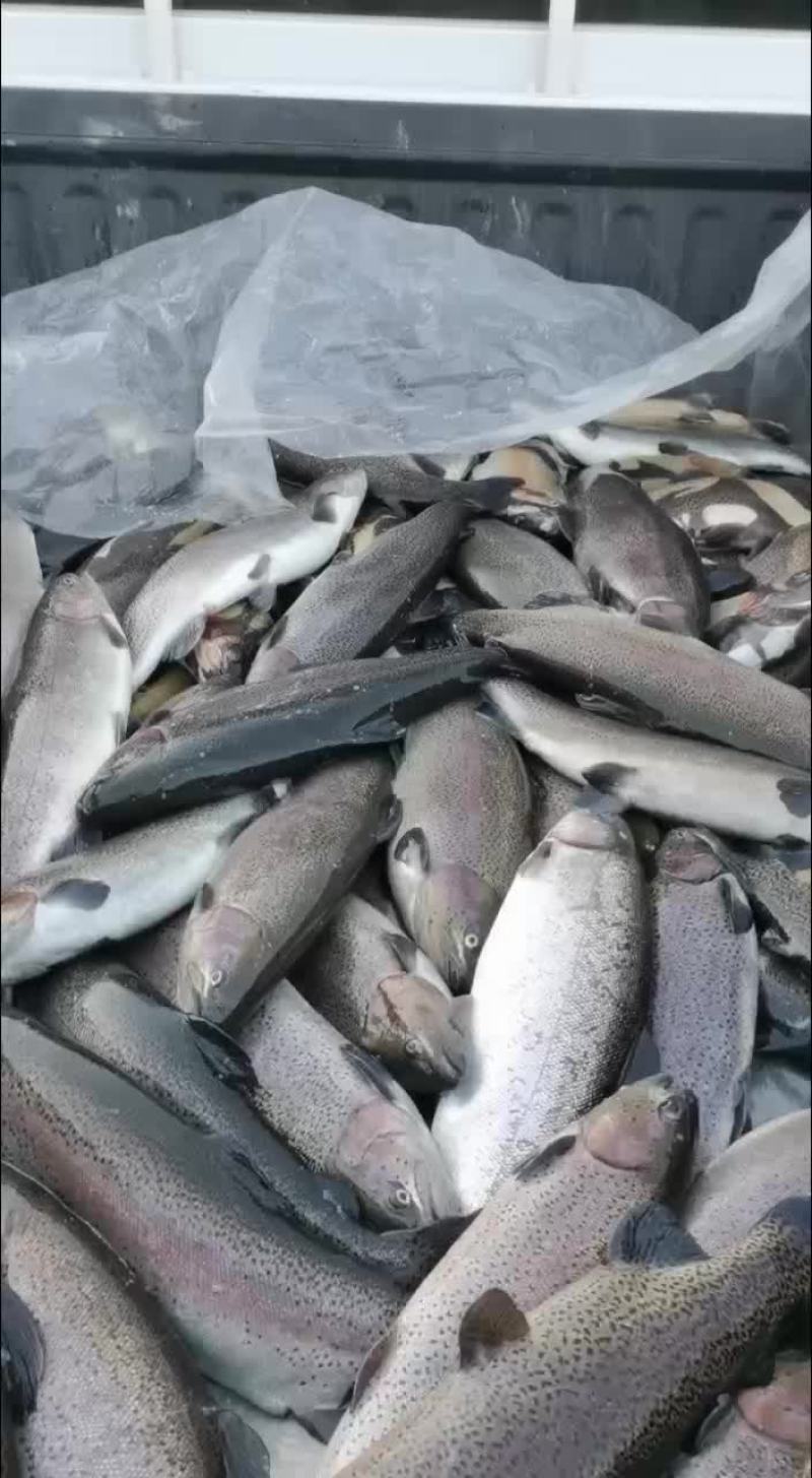各位老板大家好，今天出售通货三文鱼，虹鳟鱼，欢迎老板下单