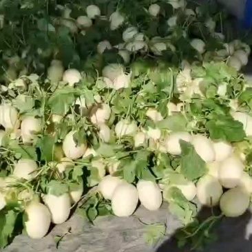 山东甜瓜