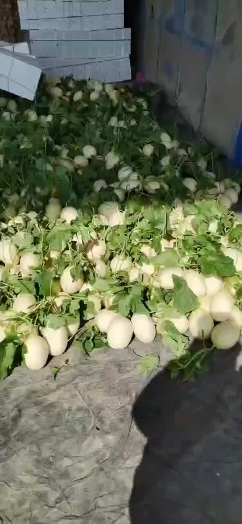 山东甜瓜
