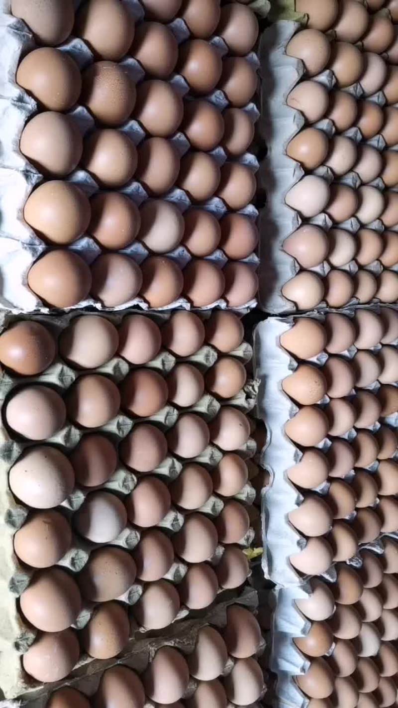 毛鸡蛋