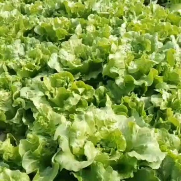 生菜，青梗菜，小白菜