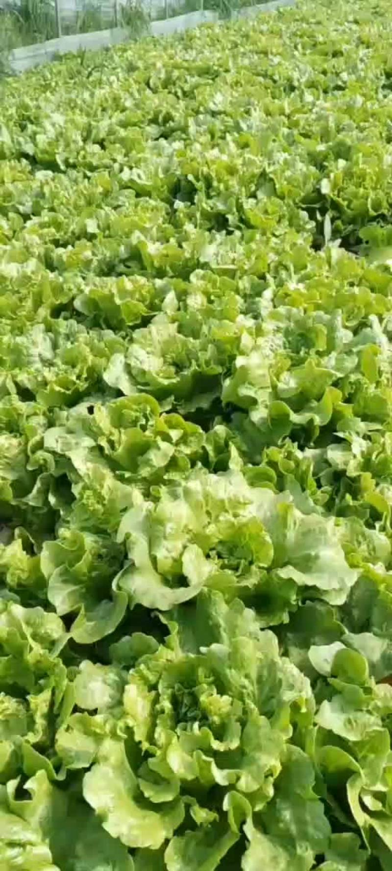 生菜，青梗菜，小白菜