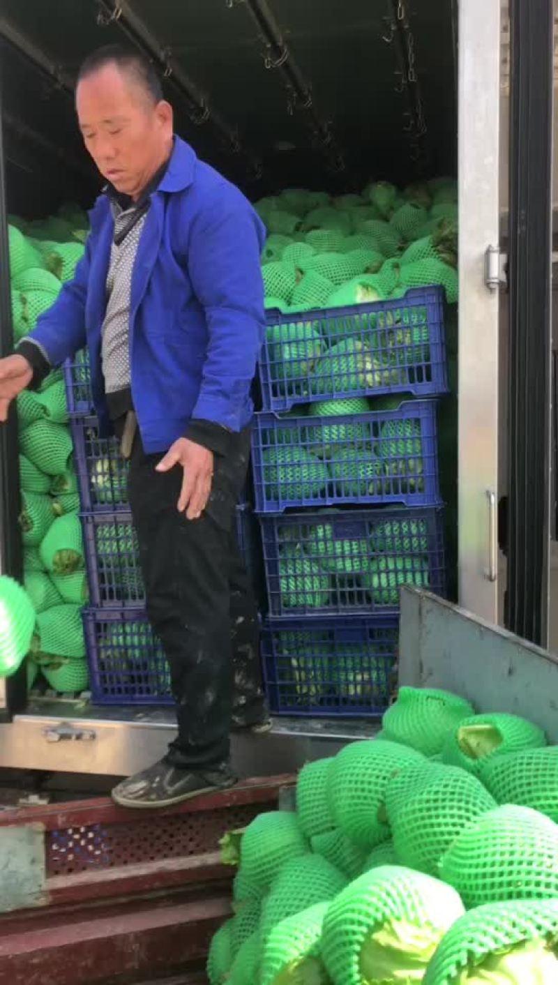 生菜大量上市，需要的老板可以联系