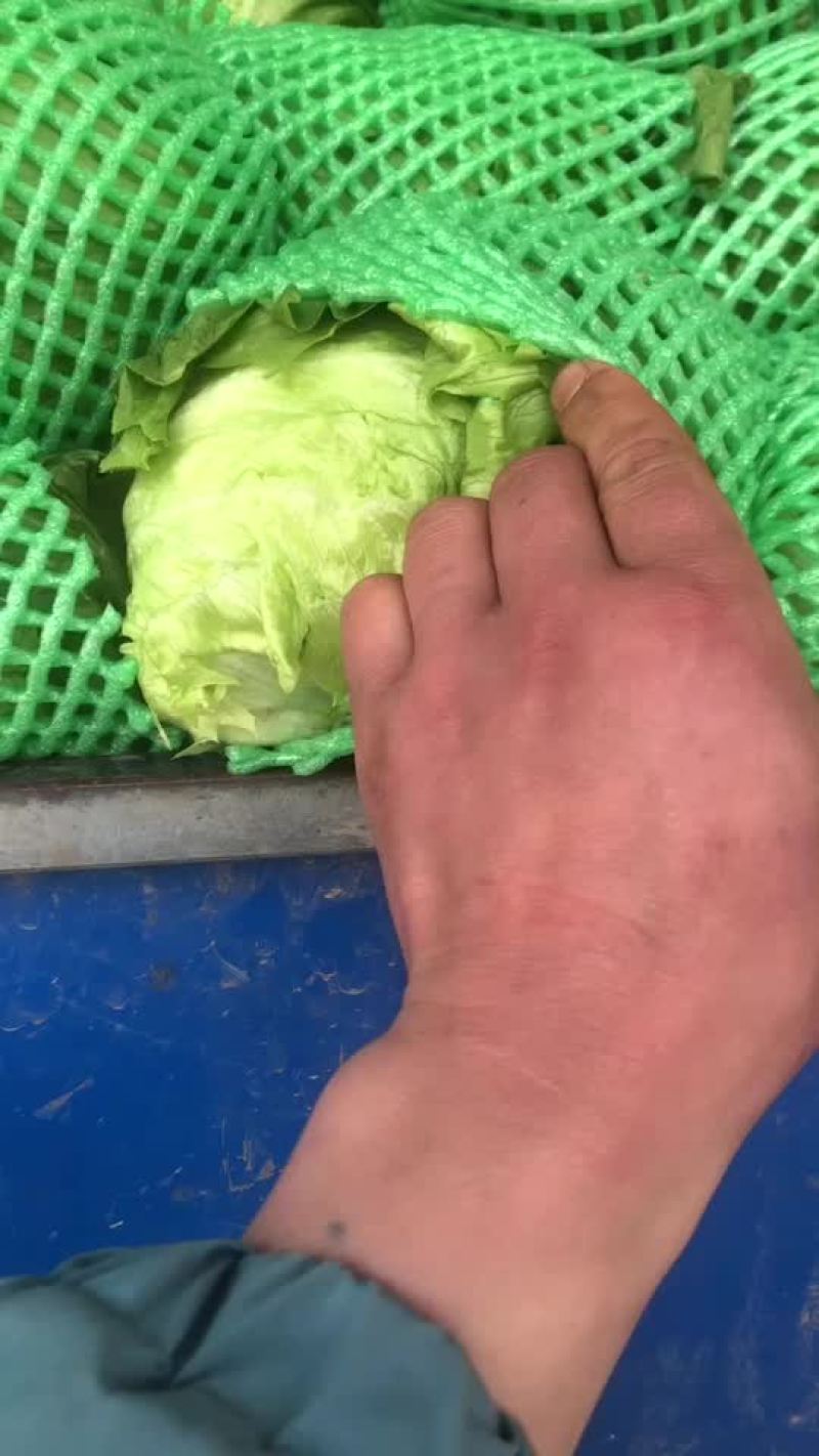 生菜大量上市，需要的老板可以联系