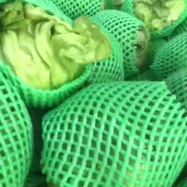 生菜大量上市，需要的老板可以联系