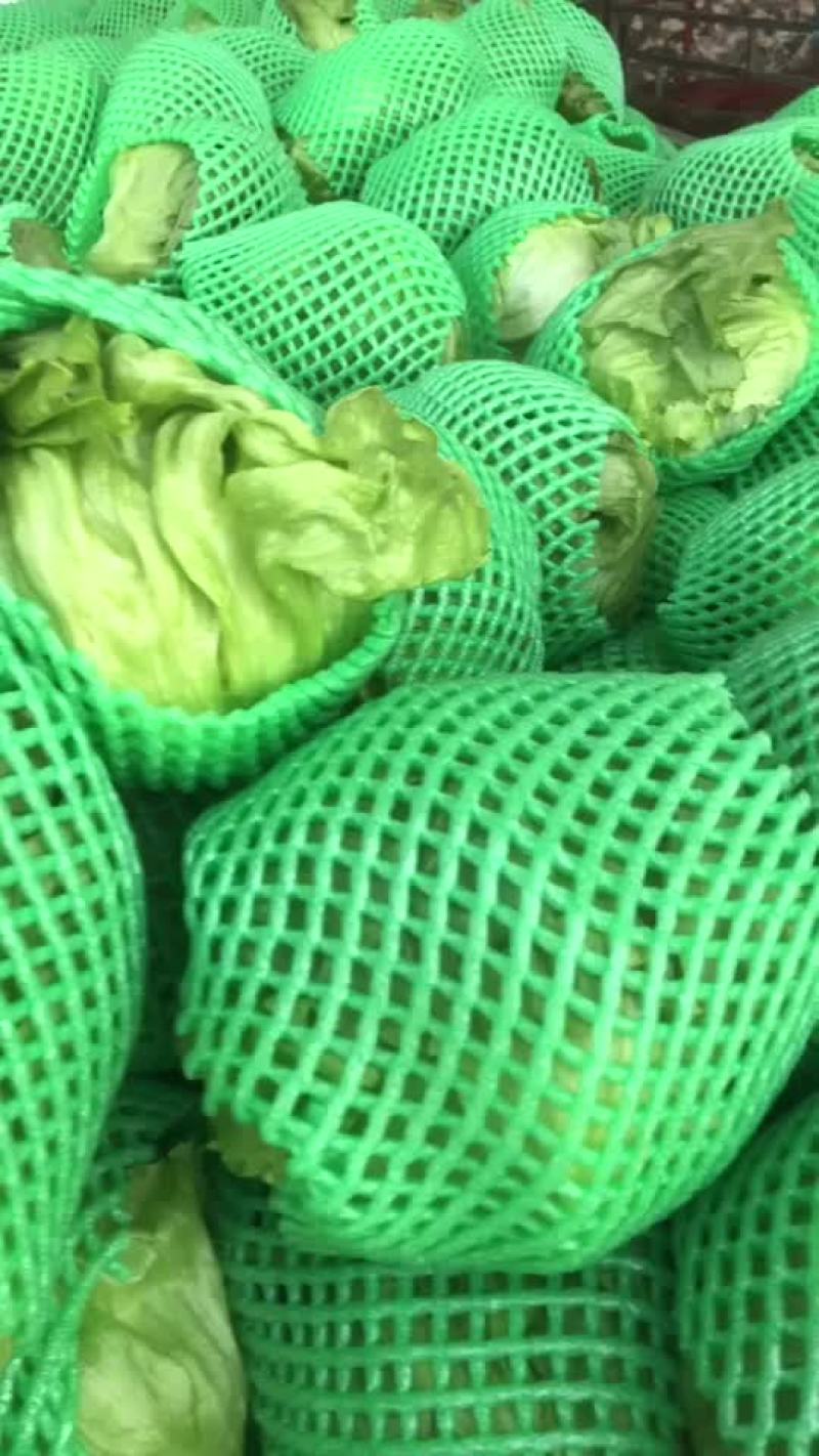 生菜大量上市，需要的老板可以联系